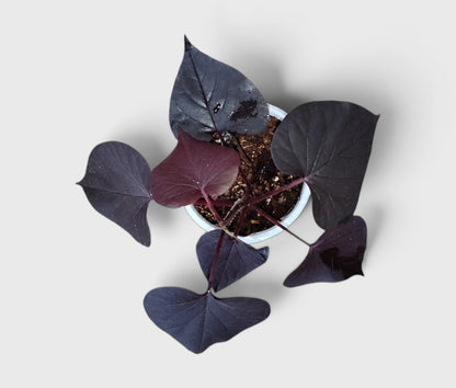Ipomoea Black Heart Purple Vine – Ornamental Trailing Plant