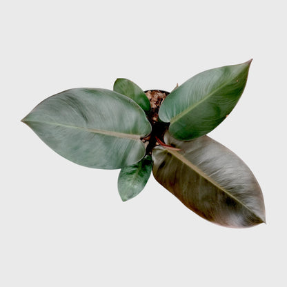 Rare Philodendron Black Cardinal | Well Rooted Mature Indoor Plant