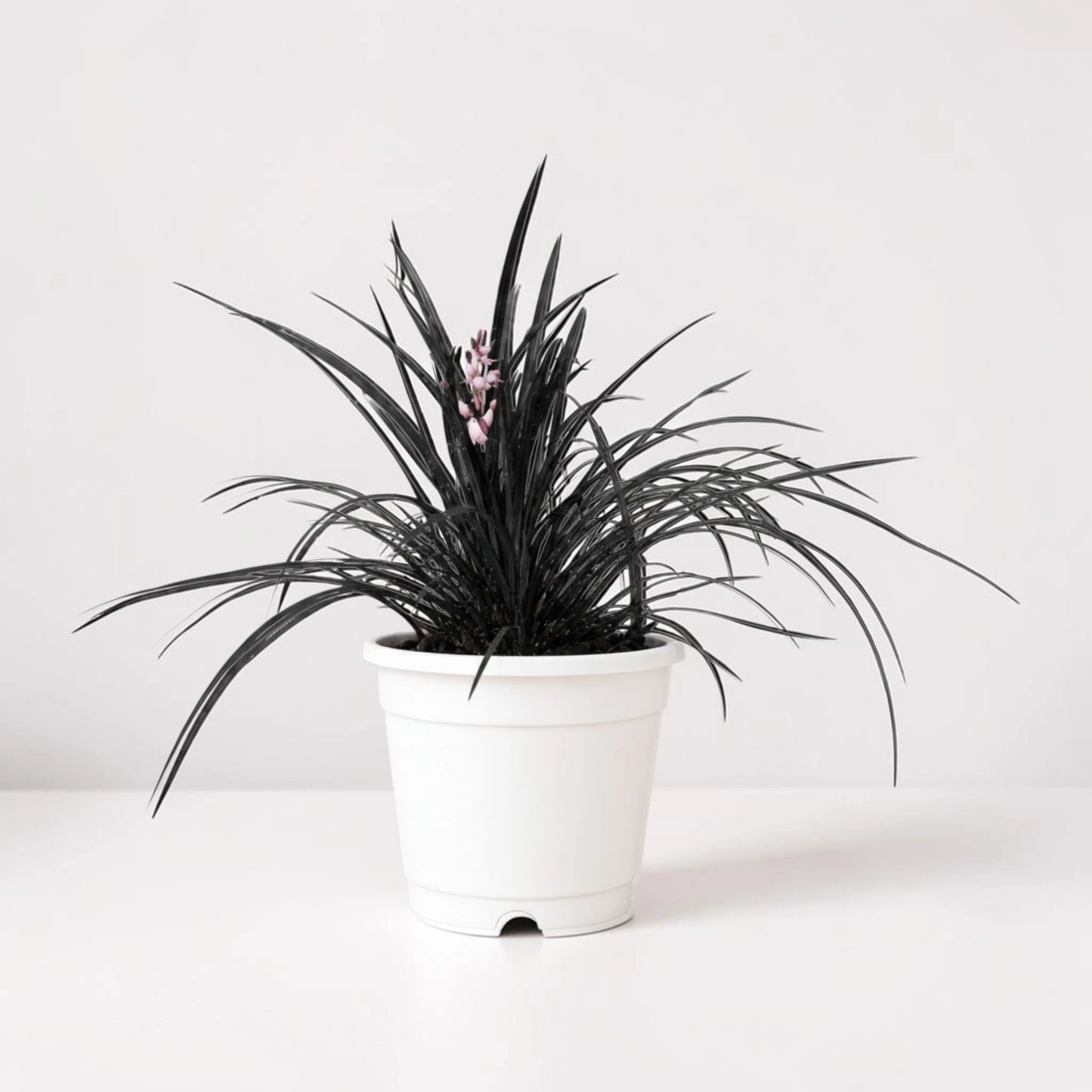 Black Mondo Grass (Ophiopogon planiscapus 'Nigrescens') | Well Rooted Mature Ornamental Grass