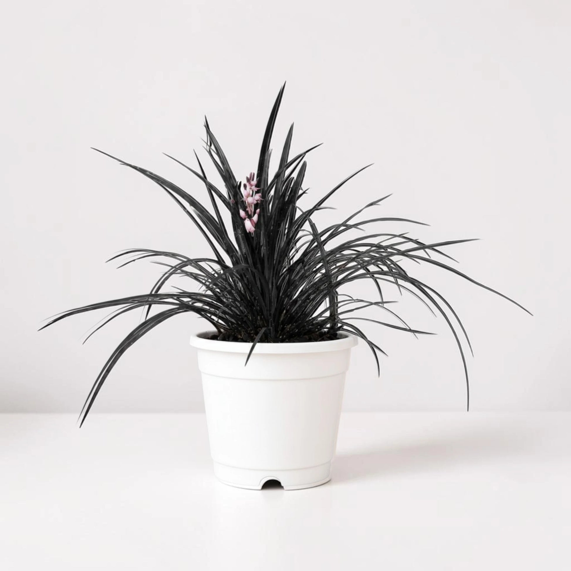 Black Mondo Grass (Ophiopogon planiscapus 'Nigrescens') | Well Rooted Mature Ornamental Grass