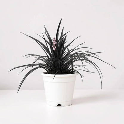 Black Mondo Grass (Ophiopogon planiscapus 'Nigrescens') | Well Rooted Mature Ornamental Grass
