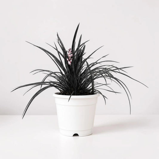 Black Mondo Grass (Ophiopogon planiscapus 'Nigrescens') | Well Rooted Mature Ornamental Grass