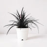 Black Mondo Grass (Ophiopogon planiscapus 'Nigrescens') | Well Rooted Mature Ornamental Grass