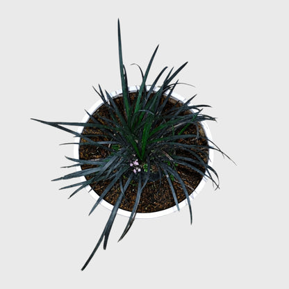 Black Mondo Grass (Ophiopogon planiscapus 'Nigrescens') | Well Rooted Mature Ornamental Grass