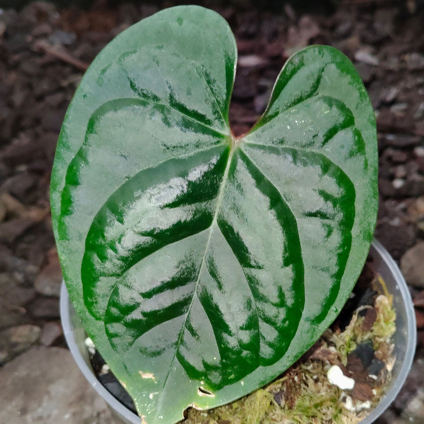 Anthurium Black Velvet × Luxurians – Rare Hybrid Velvet Foliage Plant | Small Size with 2 to 3 Leaves