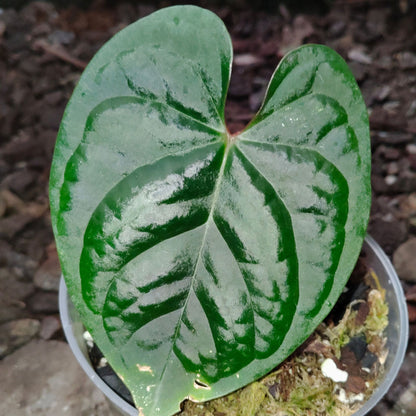 Anthurium Black Velvet × Luxurians – Rare Hybrid Velvet Foliage Plant | Small Size with 2 to 3 Leaves