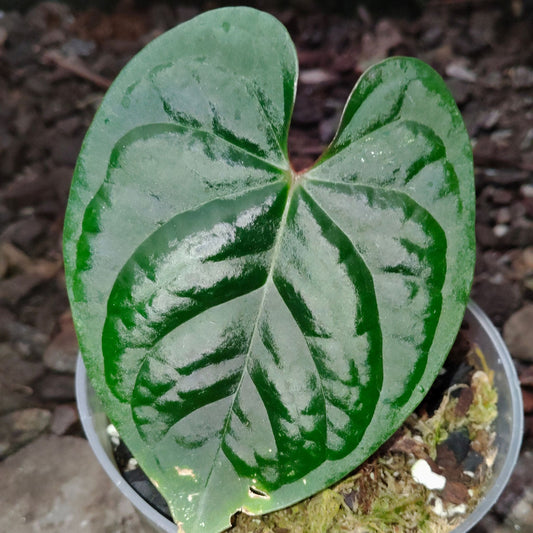 Anthurium Black Velvet × Luxurians – Rare Hybrid Velvet Foliage Plant | Small Size with 2 to 3 Leaves