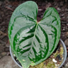Anthurium Black Velvet × Luxurians – Rare Hybrid Velvet Foliage Plant | Small Size with 2 to 3 Leaves | With Pot