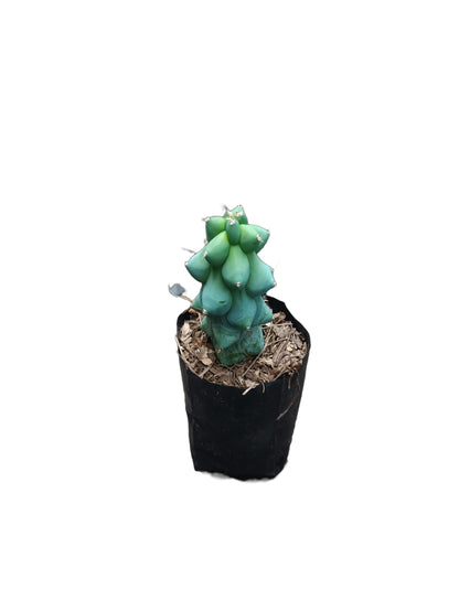 Blue Boob Cactus - Myrtillocactus geometrizans 'Fukurokuryuzinboku' - My Store
