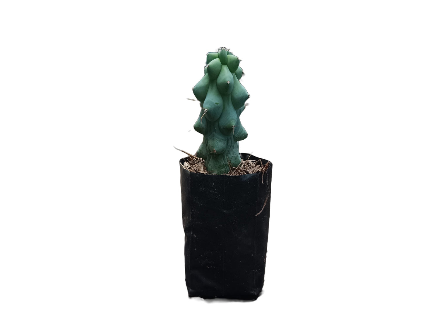 Blue Boob Cactus - Myrtillocactus geometrizans 'Fukurokuryuzinboku' - My Store