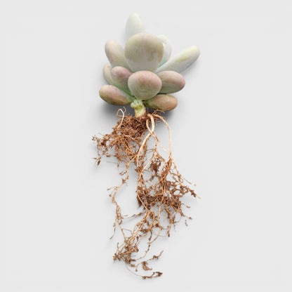 Blue Moonstone Pachyphytum Oviferum – Buy Succulents Online in India