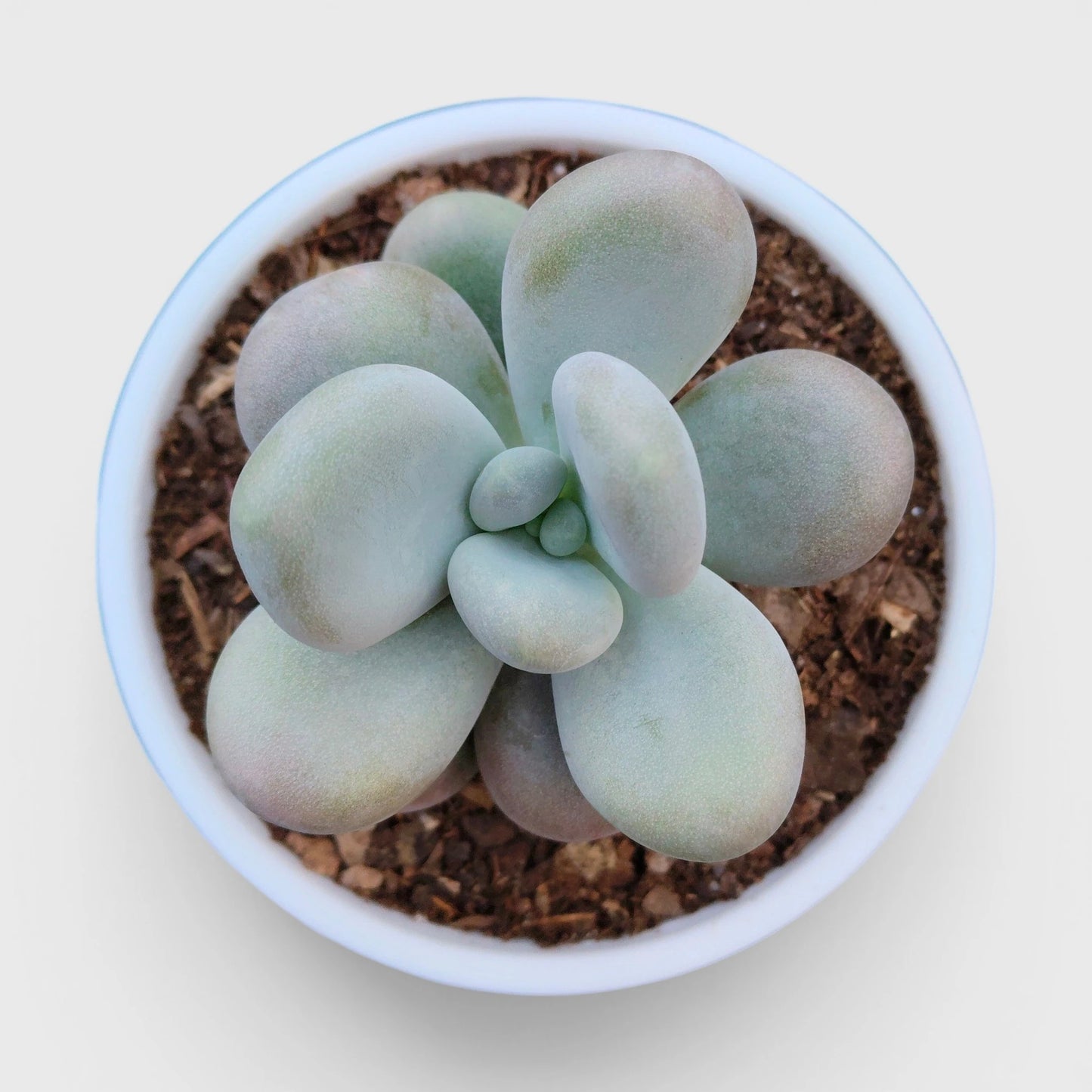Blue Moonstone Pachyphytum Oviferum – Buy Succulents Online in India