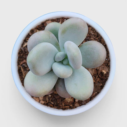 Blue Moonstone Pachyphytum Oviferum – Buy Succulents Online in India
