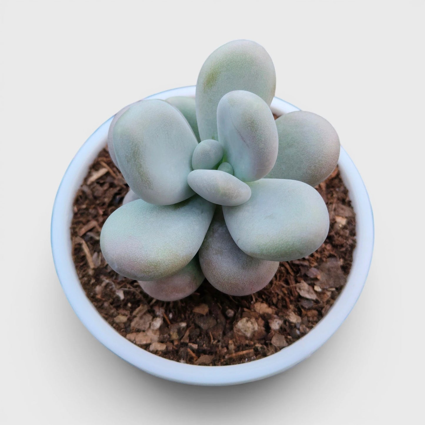 Blue Moonstone Pachyphytum Oviferum – Buy Succulents Online in India