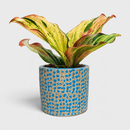 Blue Dotted Ceramic Planter – Textured Cylindrical Flower Pot for Indoor Plants
