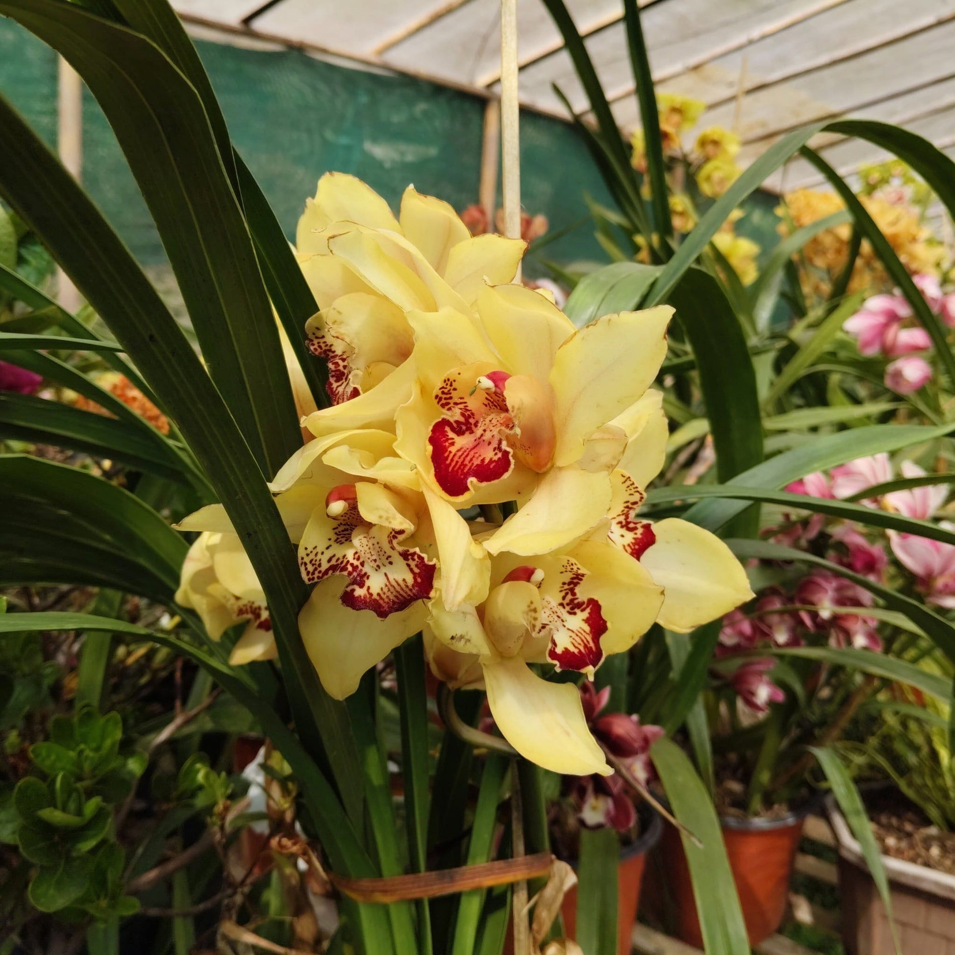 Yellow Cymbidium Orchid – Premium Blooming Orchid Plant | Symbol of Friendship & Prosperity | Rare Flowering Orchid Plant