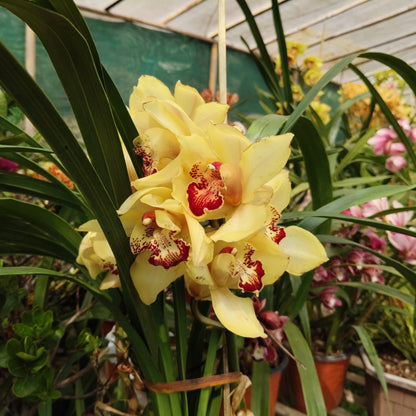 Yellow Cymbidium Orchid – Premium Blooming Orchid Plant | Symbol of Friendship & Prosperity | Rare Flowering Orchid Plant
