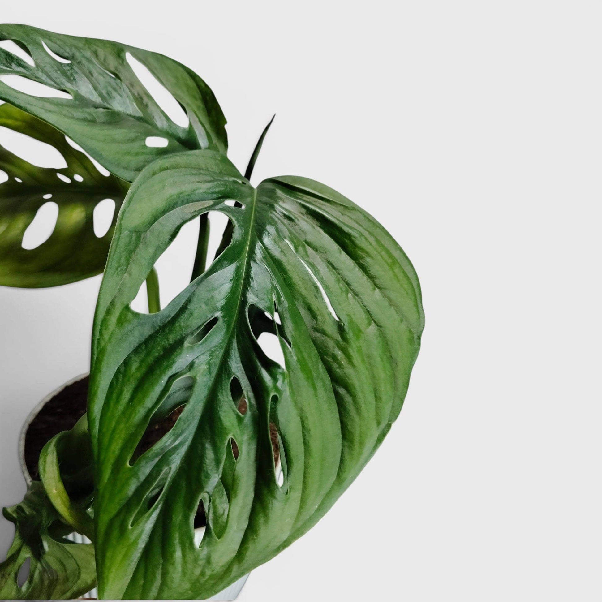 Monstera Deliciosa ‘Broken Heart’ – Rare Statement Foliage Plant