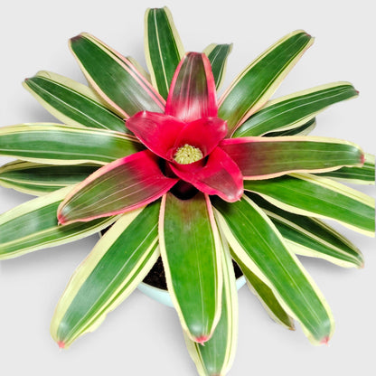 Bromeliads – Vibrant and Easy-Care Houseplants for Homes, Offices, and Gardens – Bare-Rooted