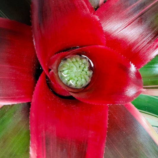 Bromeliads – Vibrant and Easy-Care Houseplants for Homes, Offices, and Gardens – Bare-Rooted
