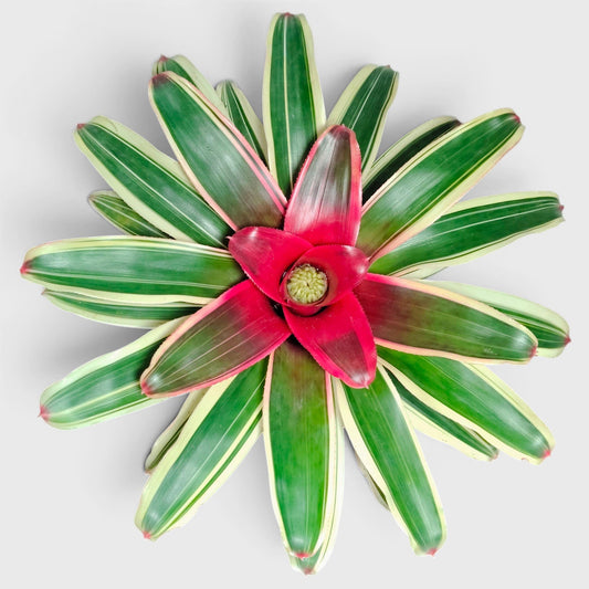 Bromeliads – Vibrant and Easy-Care Houseplants for Homes, Offices, and Gardens – Bare-Rooted