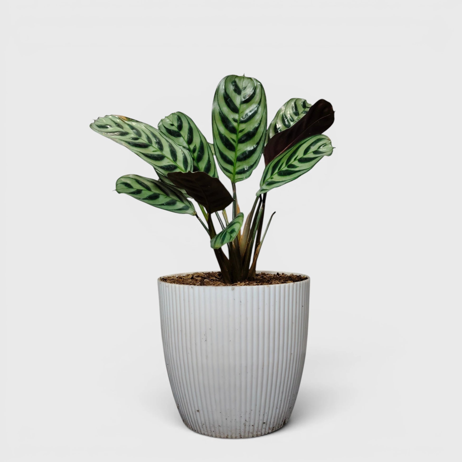 Ctenanthe Burle Marxii – Fishbone Prayer Plant for Home & Office