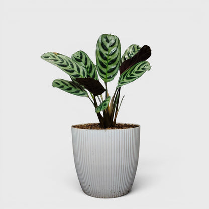 Ctenanthe Burle Marxii – Fishbone Prayer Plant for Home & Office