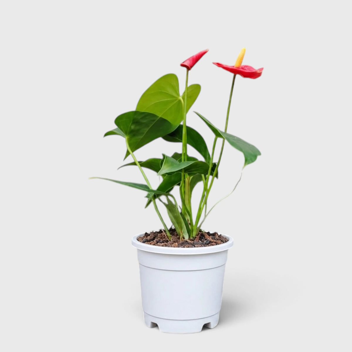 Anthurium Red Andraeanum Flamingo – Mature Flowering Indoor Plant