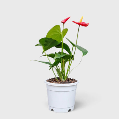 Anthurium Red Andraeanum Flamingo – Mature Flowering Indoor Plant
