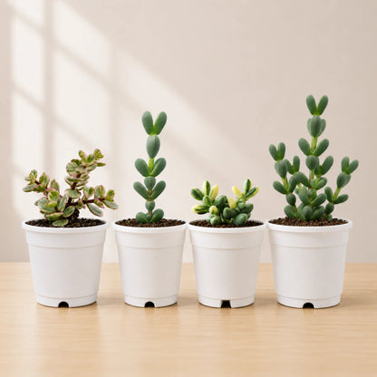 Buy 3 Get 1 Free Premium Succulent Combo – 4 Plants Included