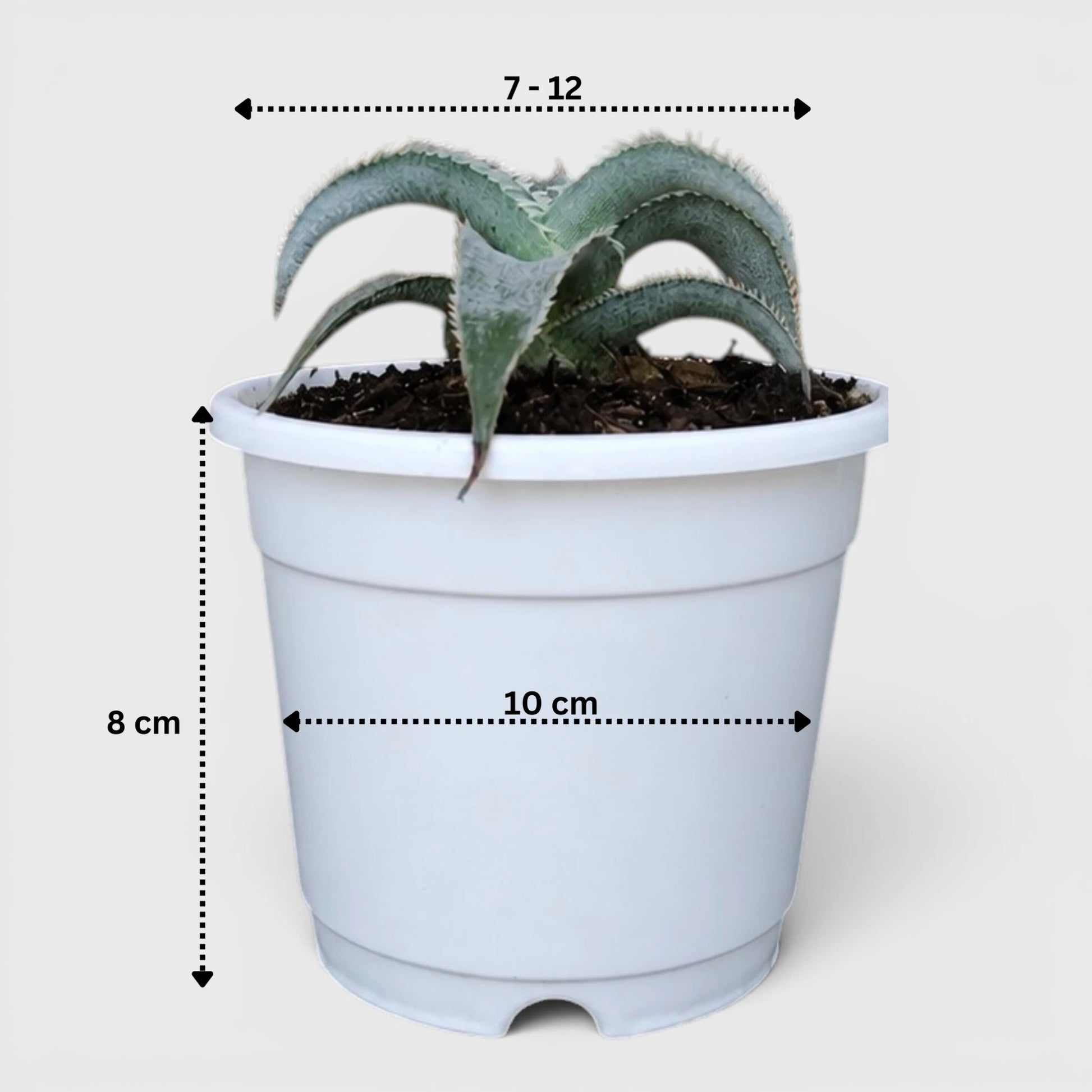 Dyckia marnier-lapostollei | Rare Silver Dyckia Bromeliad