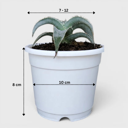 Dyckia marnier-lapostollei | Rare Silver Dyckia Bromeliad