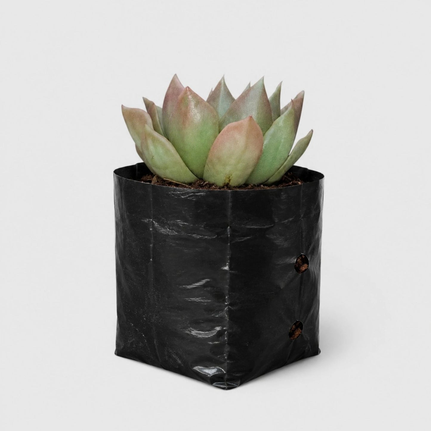 Echeveria Anubis Hybrid | Rare Collector Succulent Live Plant
