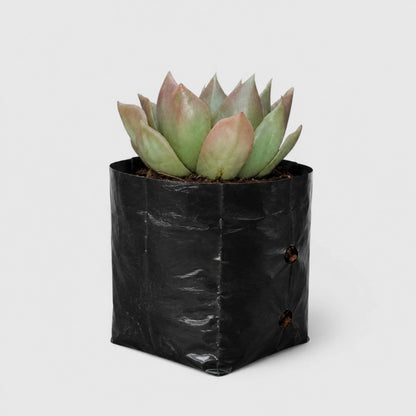 Echeveria Anubis Hybrid | Rare Collector Succulent Live Plant