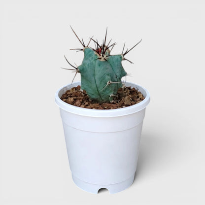 Echinocactus Platyacanthus | Rare Barrel Cactus