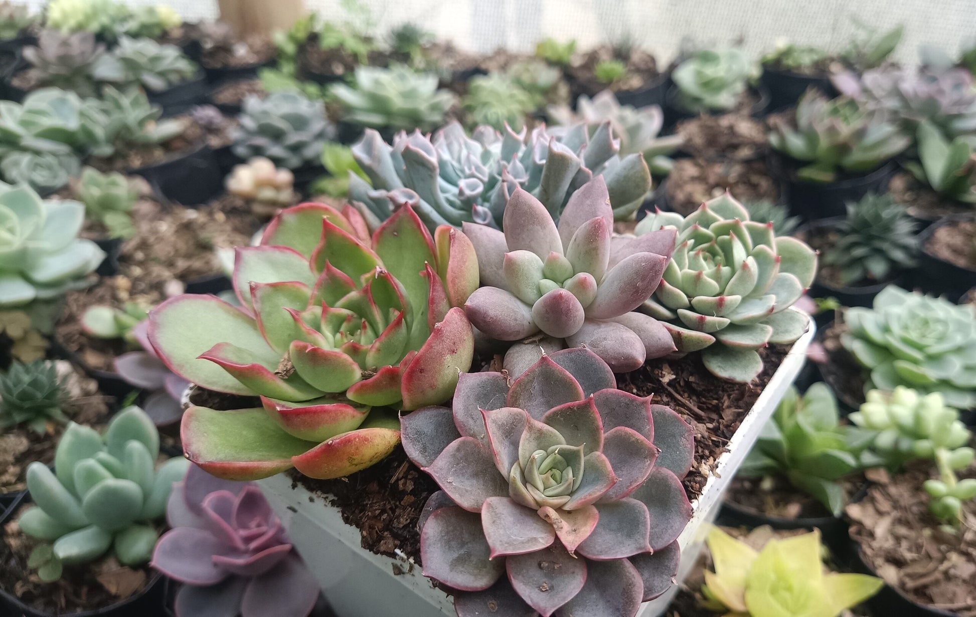 Buy Exquisite Succulent Combo Set of 5 Online in India - Stunning Collection with Upto 50% Off - My Store