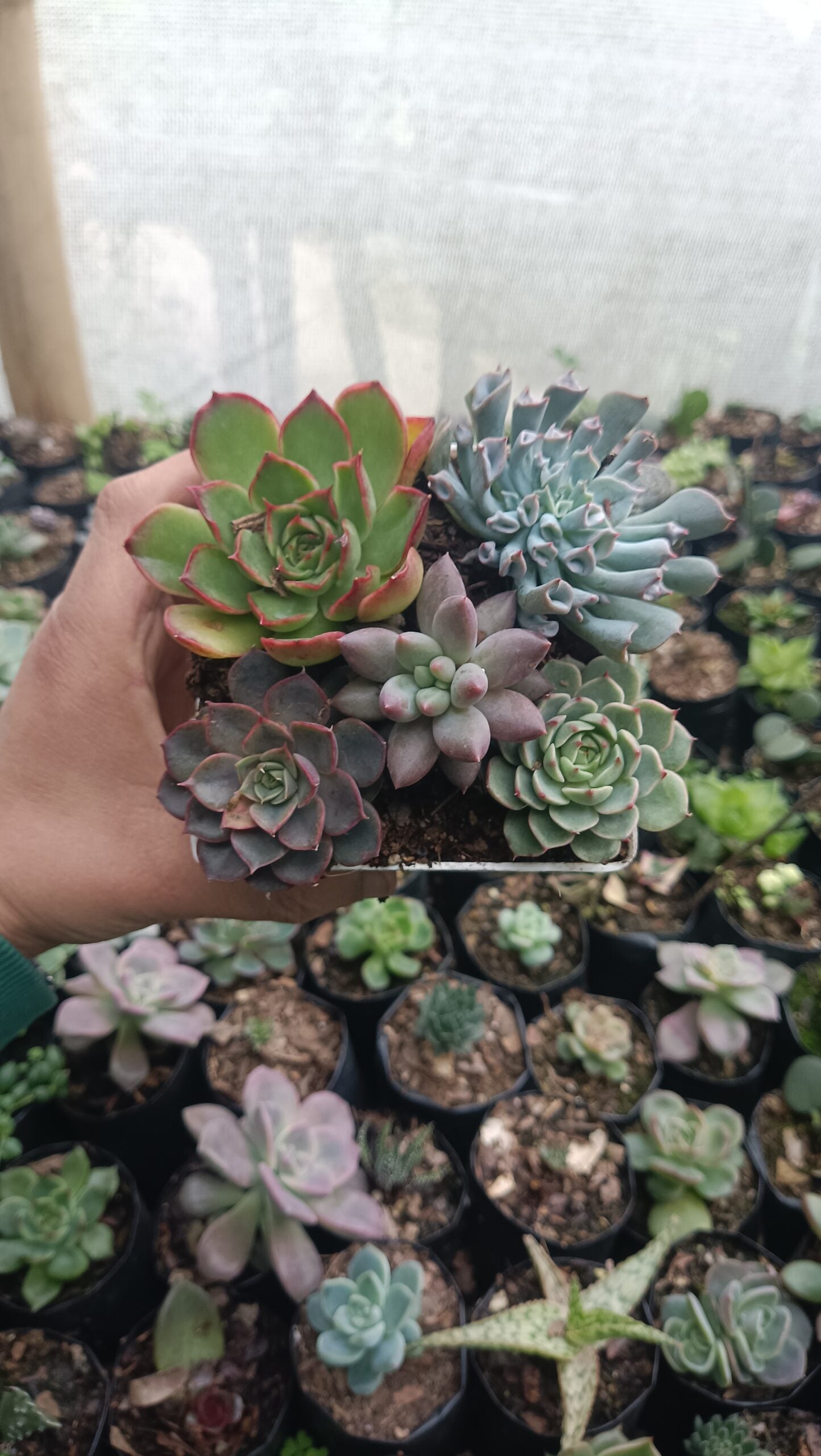 Buy Exquisite Succulent Combo Set of 5 Online in India - Stunning Collection with Upto 50% Off - My Store