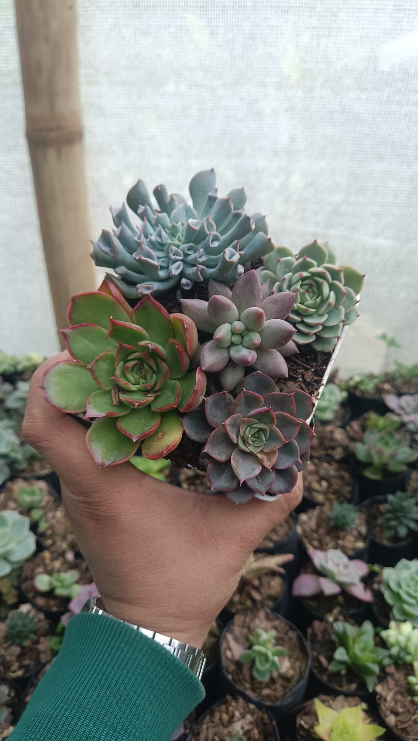 Buy Exquisite Succulent Combo Set of 5 Online in India - Stunning Collection with Upto 50% Off - My Store