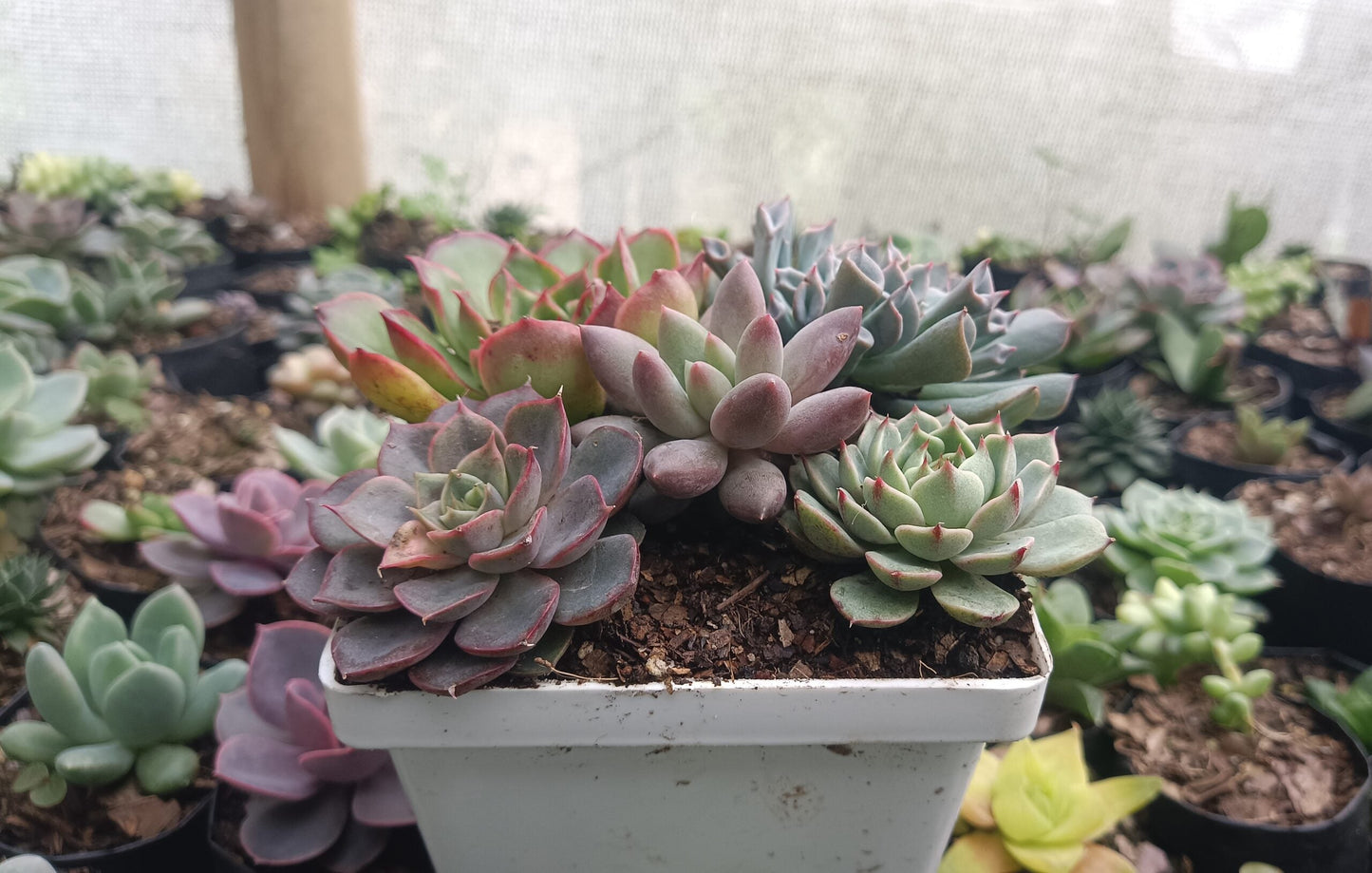 Buy Exquisite Succulent Combo Set of 5 Online in India - Stunning Collection with Upto 50% Off - My Store