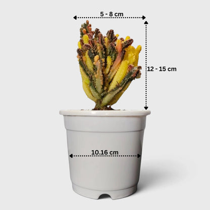 Fairy Castle Variegated Cactus | Rare Variegated Live Cactus