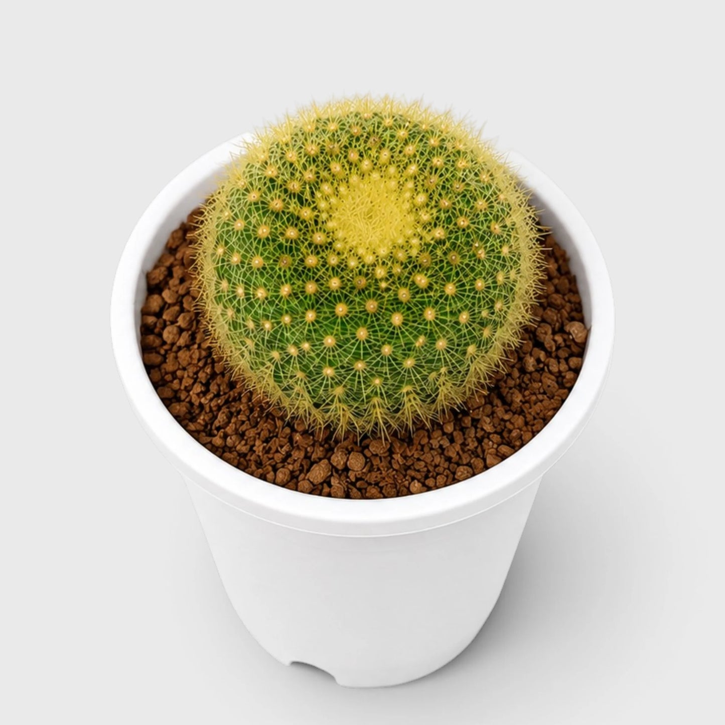 Golden Donut Cactus Hybrid (Parodia graessneri) | Rare Flowering Live Cactus