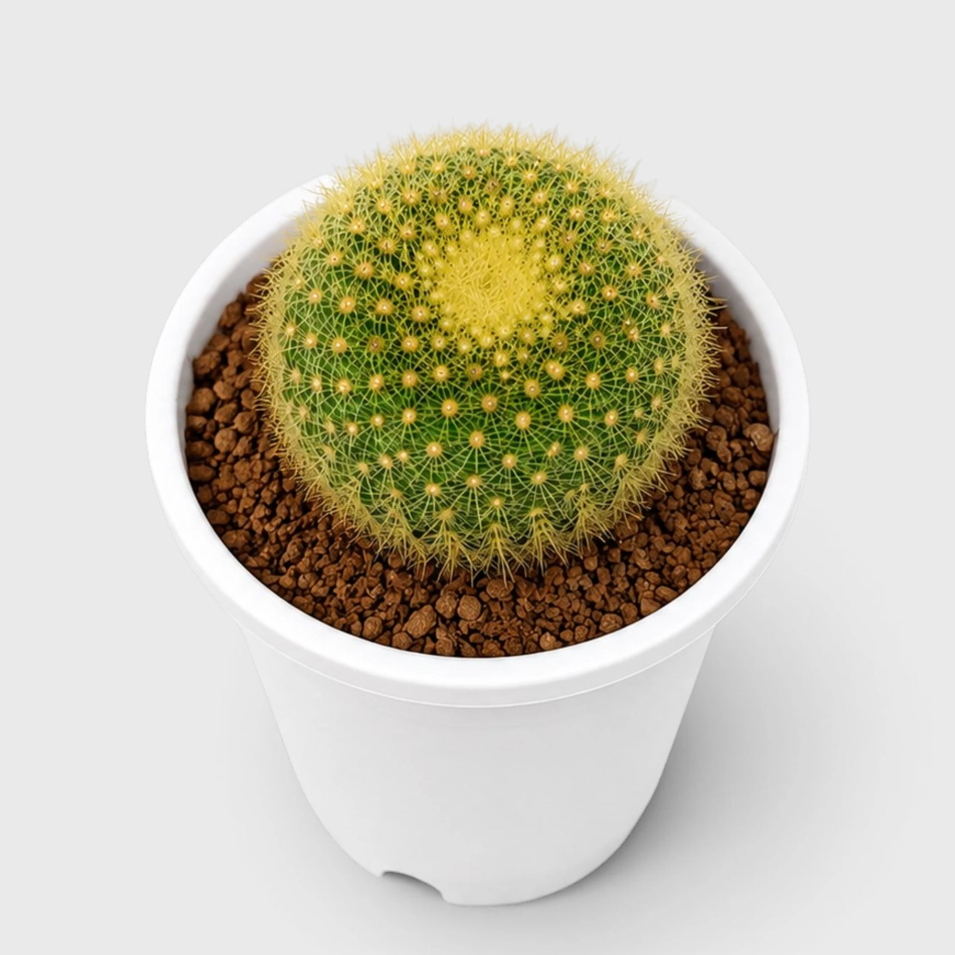 Golden Donut Cactus Hybrid (Parodia graessneri) | Rare Flowering Live Cactus