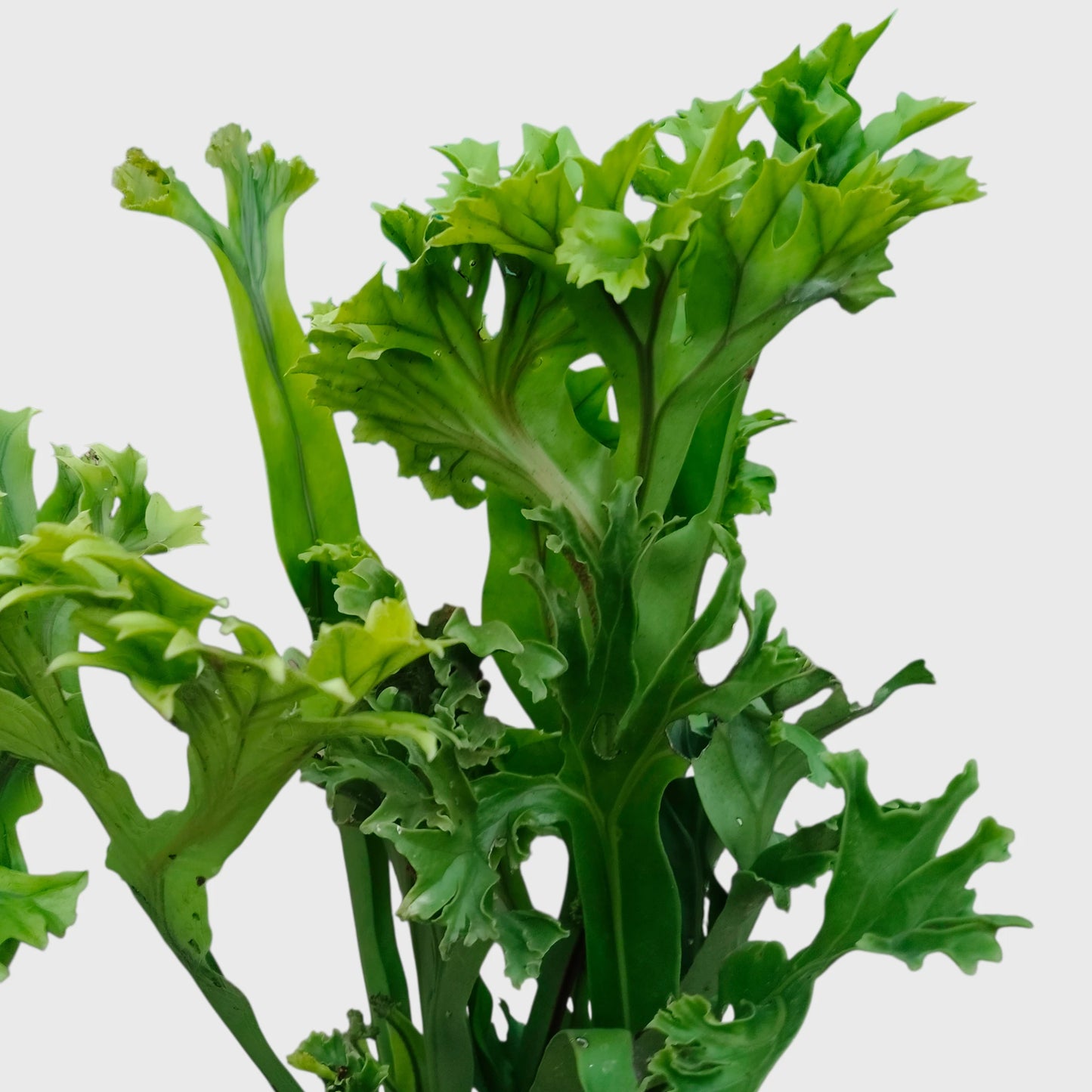 Green Flame Fern (Microsorum punctatum) – Lush Tropical Indoor Fern