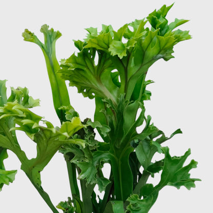 Green Flame Fern (Microsorum punctatum) – Lush Tropical Indoor Fern