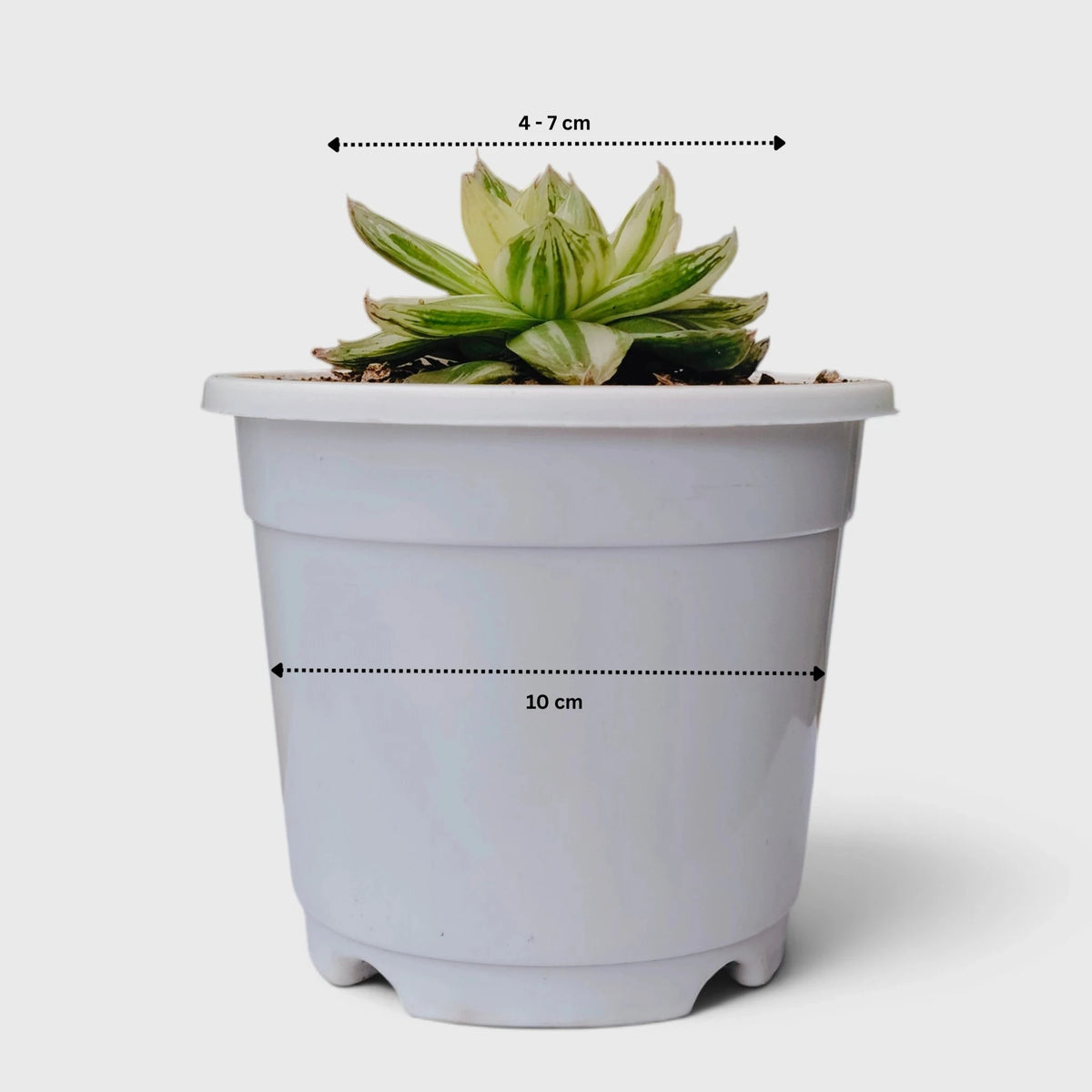 Haworthia Cymbiformis Variegated – Premium Window Succulent