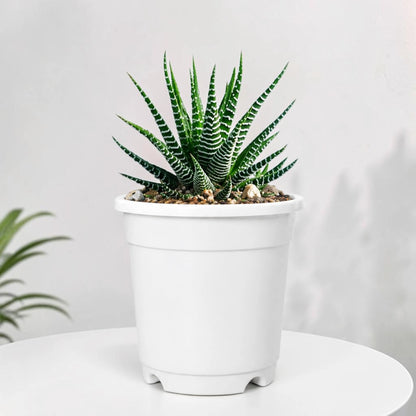 Buy Haworthia Zebra Online India