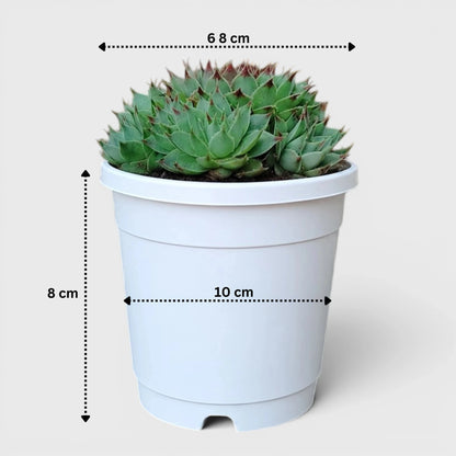Lakshmi Kamal Sempervivum Tectorum Red Tipped with Pups | Mature Vastu Plant