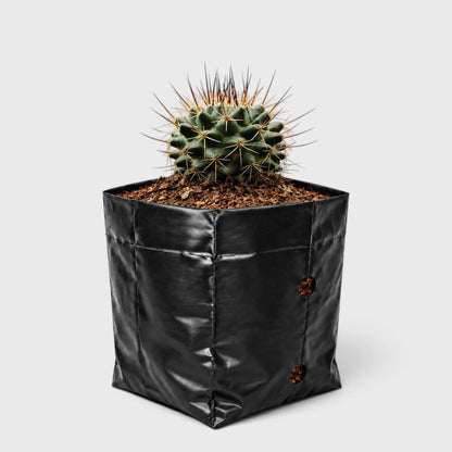 Mammillaria Compress – Compact Spiny Cactus for Indoor Gardens