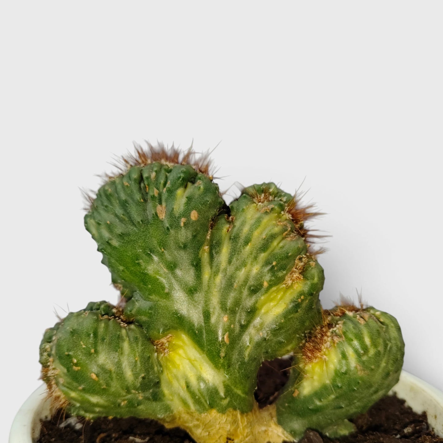 Buy Ming Thing Variegated Online India