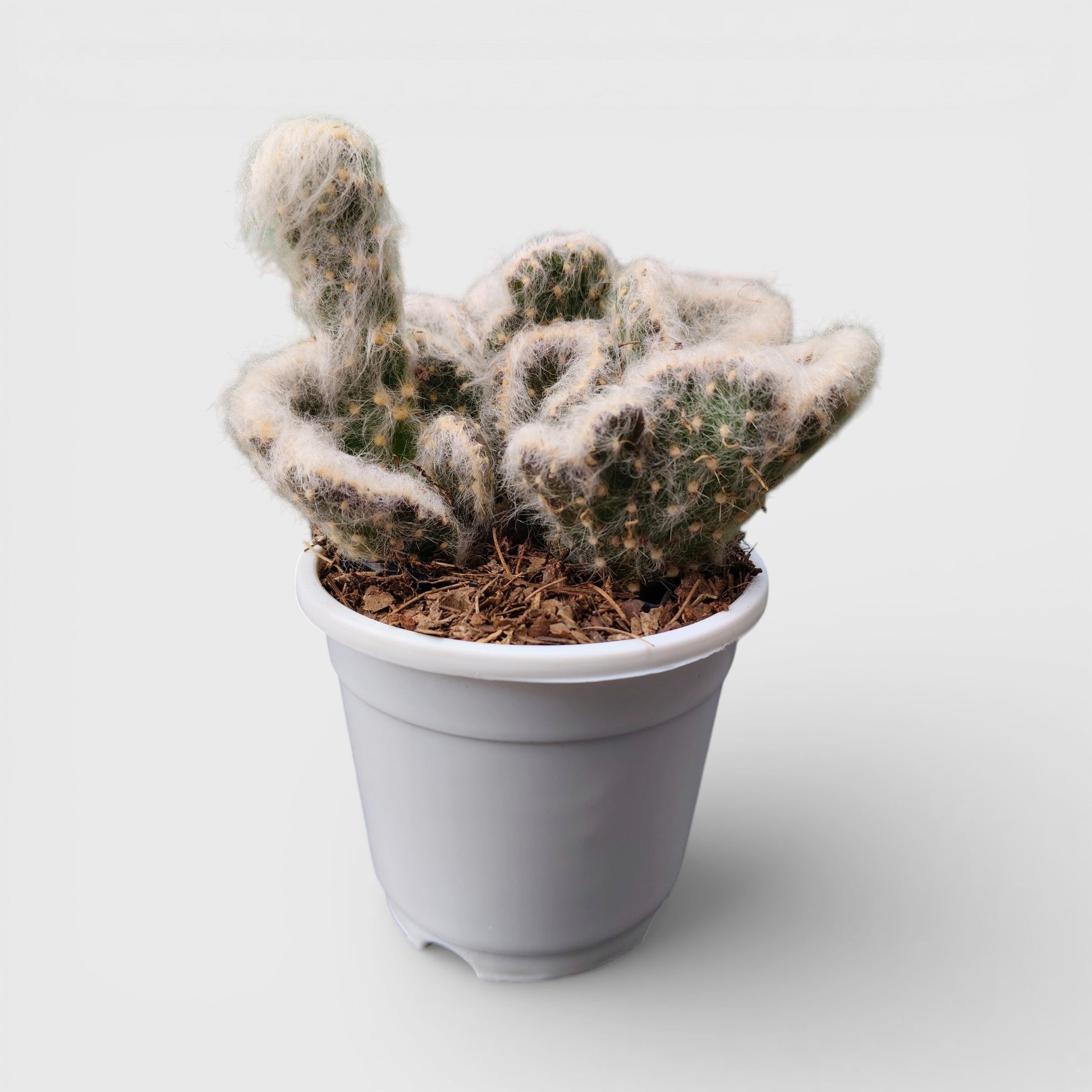 Buy Opuntia Vestita Cristata online India rare cactus